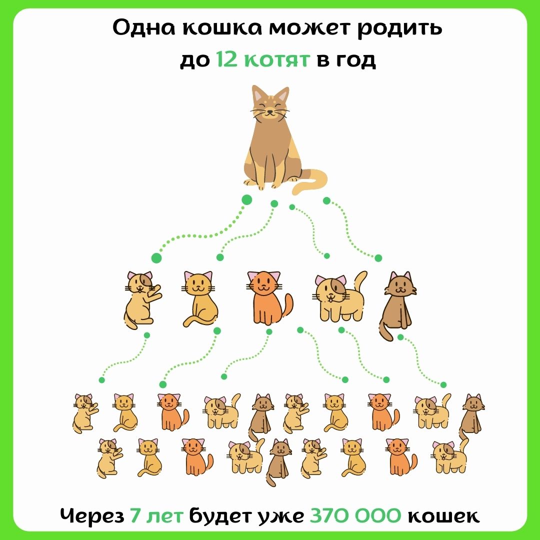 Стерилизация домашнего животного в ветклинике Воронеж