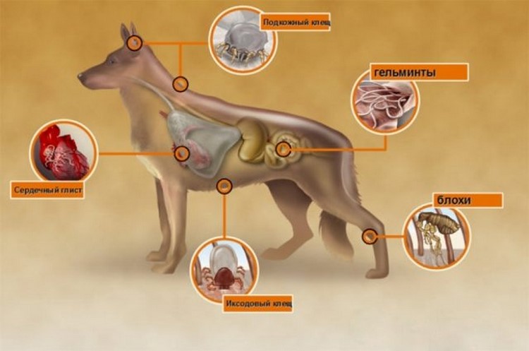 Лечение животных от паразитов - медицинский подход
